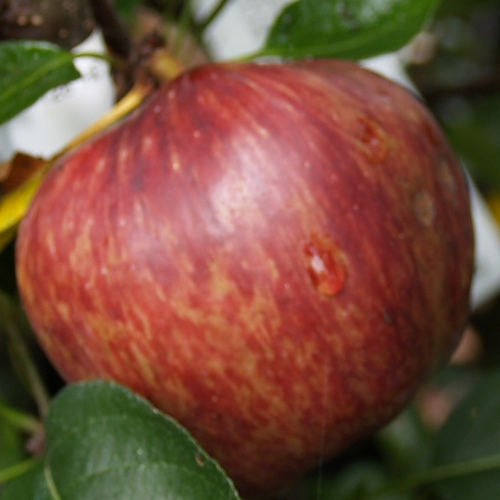 Buy NZ Red Delicious Apples Online