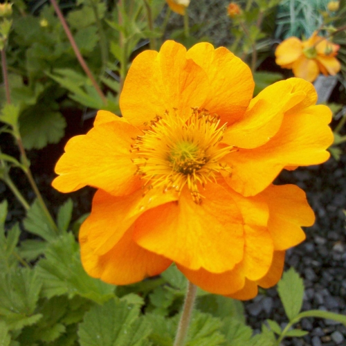 Geum Firestorm At Wairere Nursery Buy Online