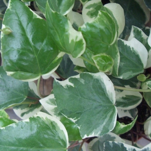  Green & White VariegatedGlacier Hedera Ivy Starter