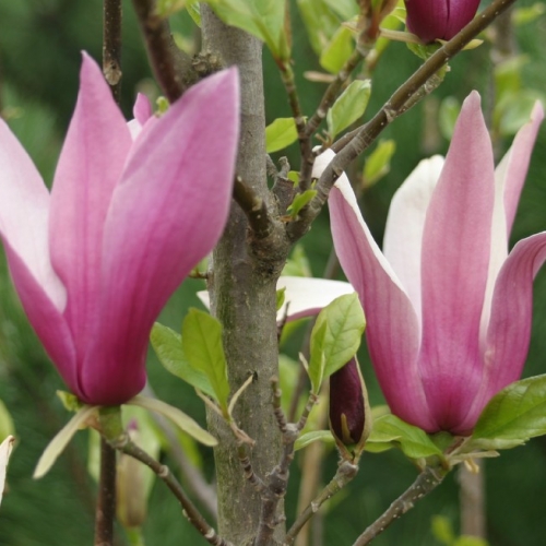 Magnolia Liliflora at Wairere Nursery - Buy Online