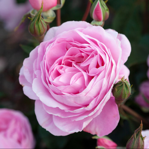 Pink Ribbon With Roses