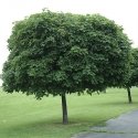 Picture of Acer Globosum 1.7m H/W