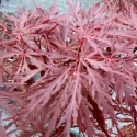 Picture of Acer Stella Rossa