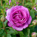 Picture of Adorable Std 80cm-Rose