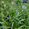 Picture of Agapanthus Berts Brook