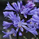 Picture of Agapanthus Charlotte