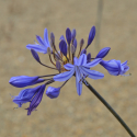 Picture of Agapanthus Gold Strike