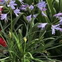 Picture of Agapanthus Mini Me