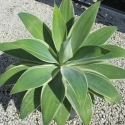 Picture of Agave Ray of Light