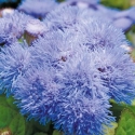 Picture of Ageratum Blue Mist