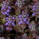 Picture of Ajuga Atropurpurea