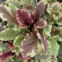 Picture of Ajuga Burgundy Lace