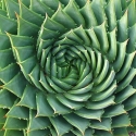 Picture of Aloe Polyphylla