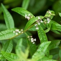 Picture of Aloysia Citriodora