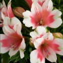 Picture of Alstroemeria Maya