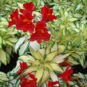 Picture of Alstroemeria Rock n Roll