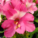 Picture of Alstroemeria Romance