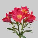 Picture of Alstroemeria Summer Red