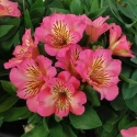 Picture of Alstroemeria Sunshine