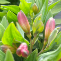 Picture of Alstroemeria Sunstar