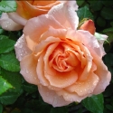 Picture of Angels Delight 1.5m  Pillar-Rose