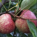 Picture of Apple Harold Red Delicious MM106