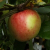 Picture of Apple Prima MM106