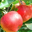 Picture of Apple Splendour M26