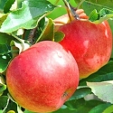 Picture of Apple Splendour MM102