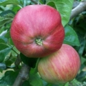 Picture of Apple Tom Putt MM106