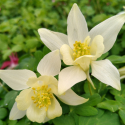 Picture of Aquilegia Cream