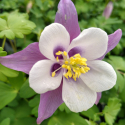 Picture of Aquilegia Purple and White