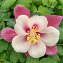 Picture of Aquilegia Red and White