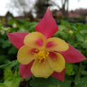 Picture of Aquilegia Red and Yellow