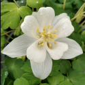 Picture of Aquilegia White