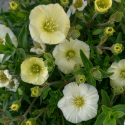 Picture of Arenaria Montana Lemon Ice