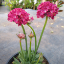 Picture of Armeria Hypnotic Dreams