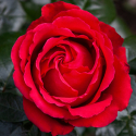 Picture of Aroha Std 80cm-Rose