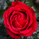 Picture of Aroha-Rose