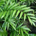 Picture of Asplenium Oblongifolium