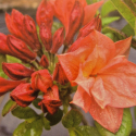 Picture of Azalea Peachy Perfect