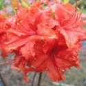 Picture of Azalea Red Giant