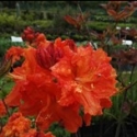 Picture of Azalea Tangerine Tap