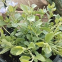 Picture of Bacopa Double Blue