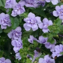 Picture of Bacopa Double Lavender