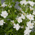 Picture of Bacopa Double White