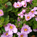 Picture of Bacopa Gulliver Pink Heart