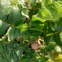 Picture of Banksia Grandis Coastal