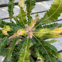 Picture of Banksia Menziesii Dwf