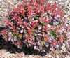 Picture of Berberis Little Favourite